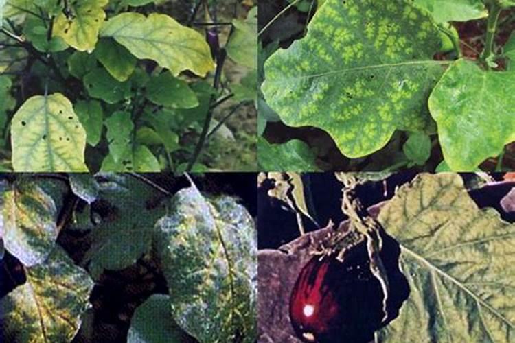 茄子常见的生理性病害有哪些