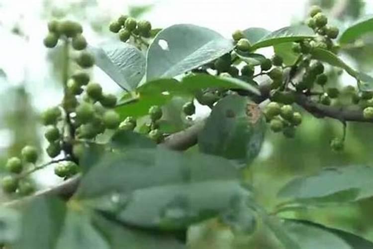 桃子坏了放在垃圾桶里