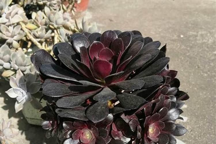 发酵黄豆做肥？