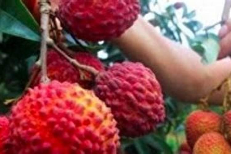 玉米控旺过量打什么药解除药害