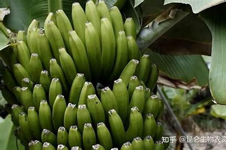 玉米多大移栽最好