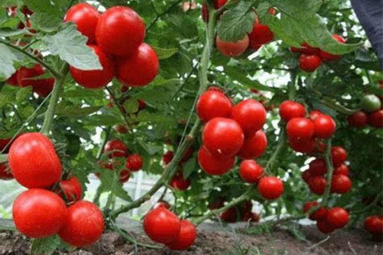 西红柿挂果期打什么叶面肥长的快？西红柿膨大期用哪些肥料好？