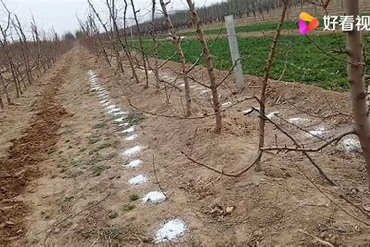 桃树施肥时间和方法 桃树施肥时间和方法有哪些