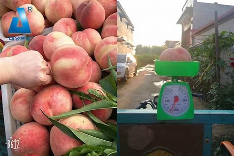 桃树用什么肥料最好