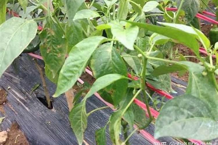 荒地开垦后归属权问题