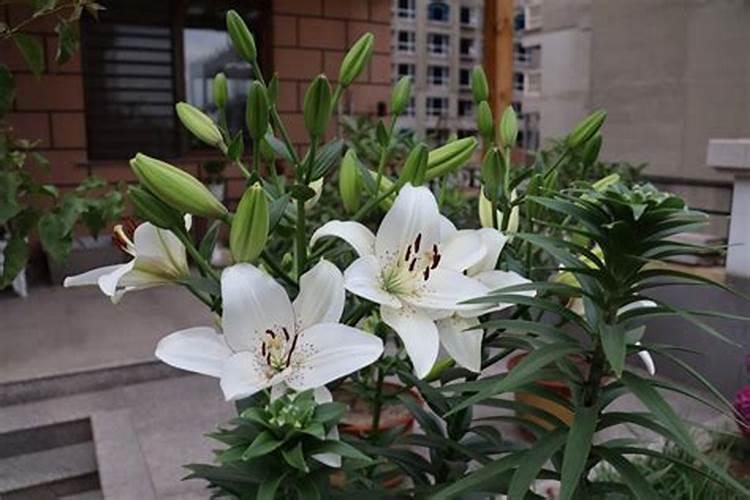 饼肥是氮肥还是钾肥