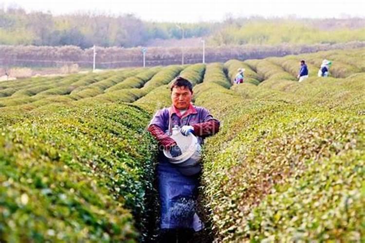 鱼蛋白自制配方