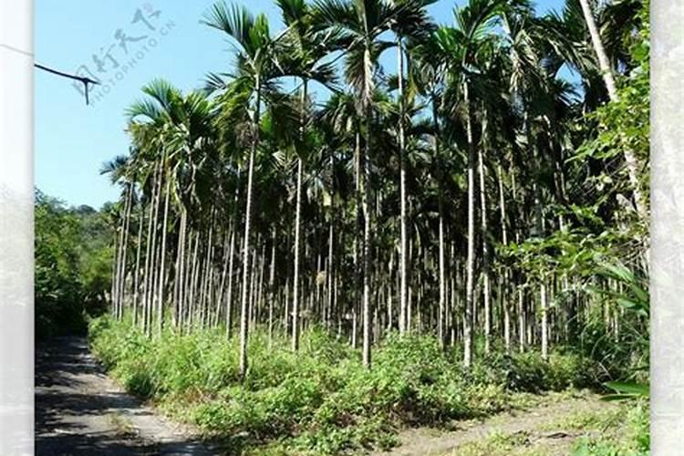 四川果苗基地 批发优质柑橘苗 柑橘树冬季管理措施