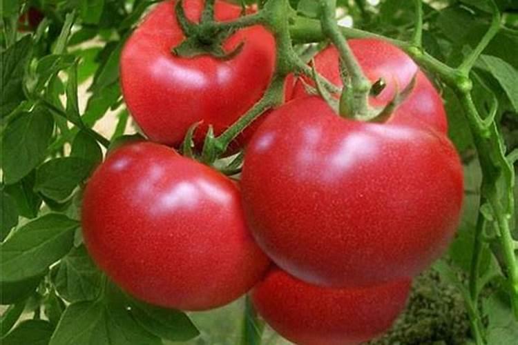 玉米灌浆期需要浇水吗