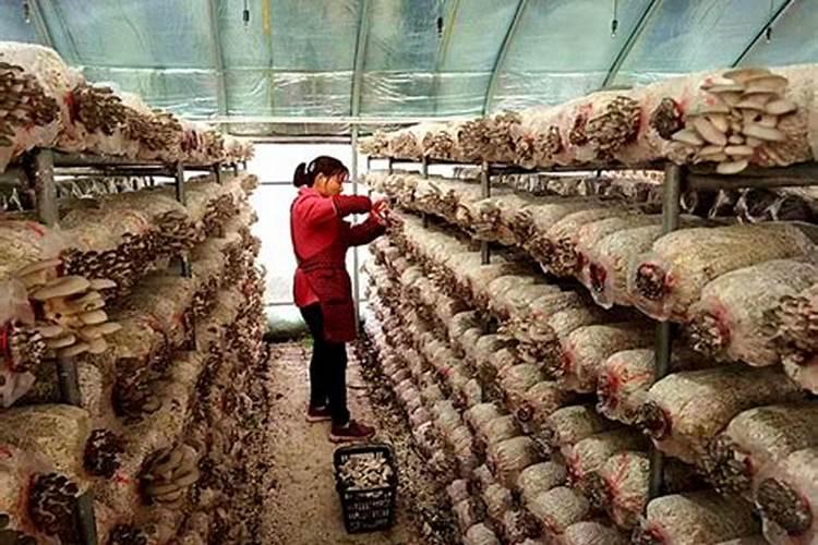 什么是大量元素、中量元素、微量元素肥