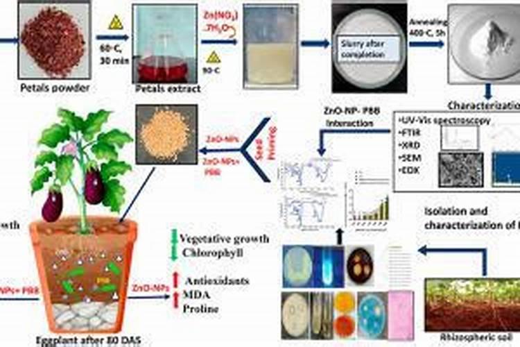 请问花盆啦长出的这种爬藤植物到底是什么植物呢？谢谢~