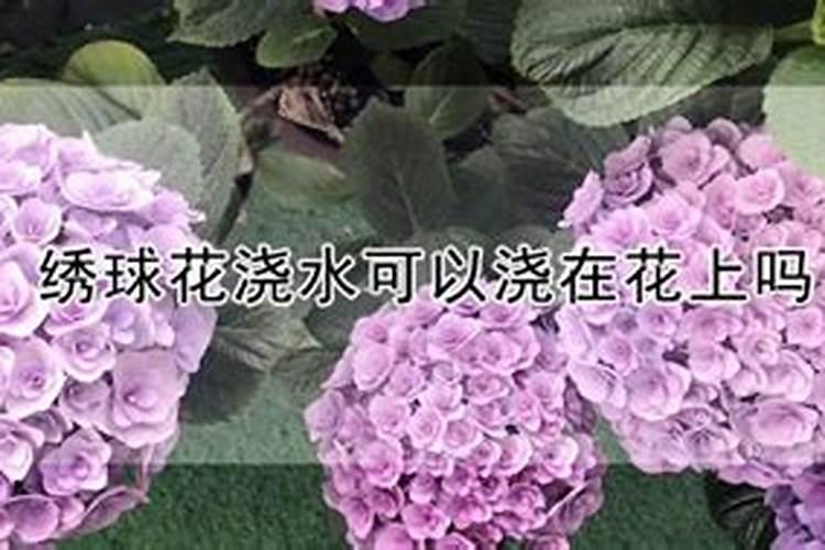 沙漠可以种植什么粮食作物？
