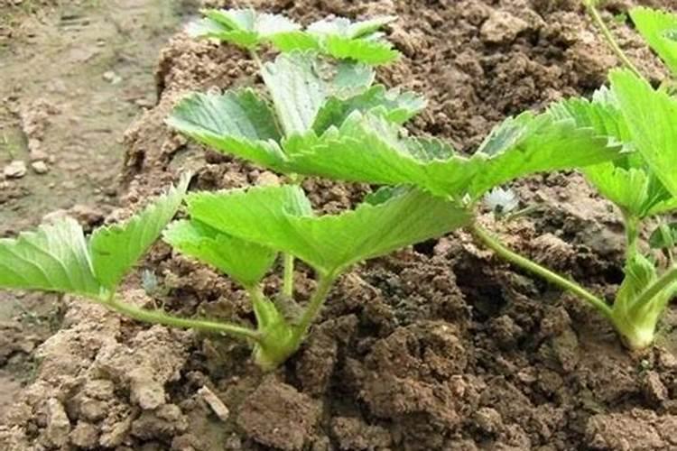 草莓苗期如何施肥