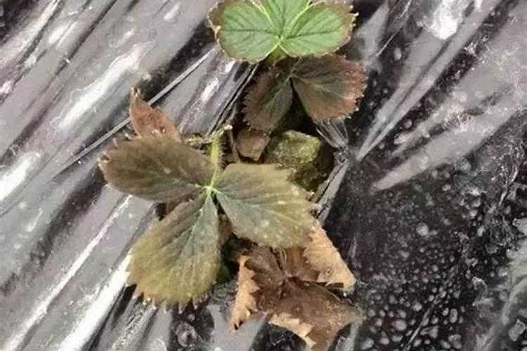 草莓苗期如何施肥及种植注意事项