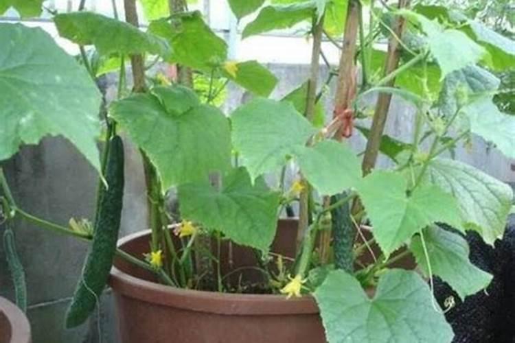 黄瓜生根养根肥料,生根剂用什么好,黄瓜生根剂那种牌的好