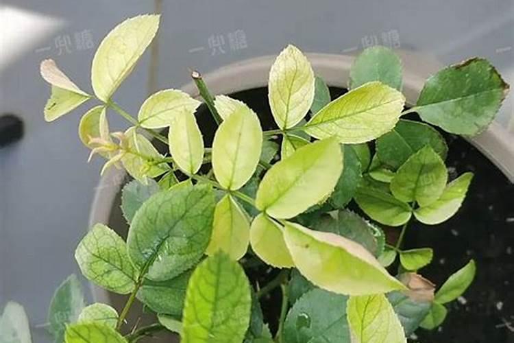 怎么辨别芸苔素内脂 真伪 优劣？ 谢谢