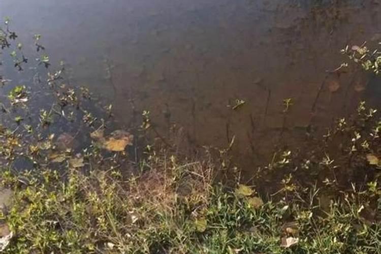 修剪沃柑果树的方法 夏梢如何控制