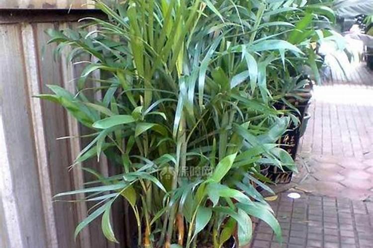 夏威夷竹子的养殖方法和注意事项
