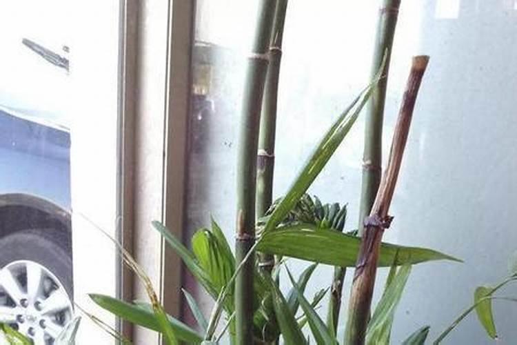 夏威夷竹子怎么养才能更旺盛