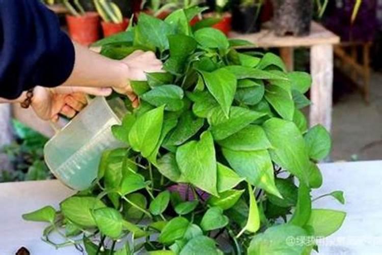 适合发财树的肥料有哪些