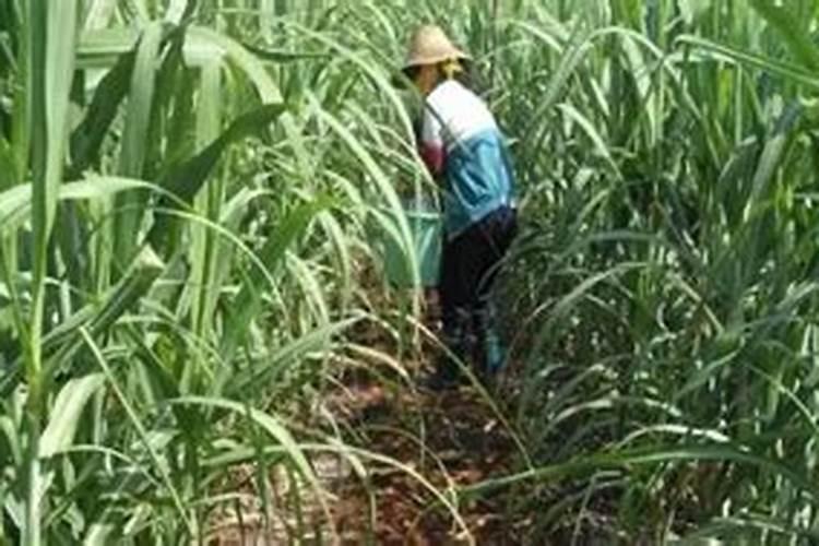 南瓜一亩地能产多少斤