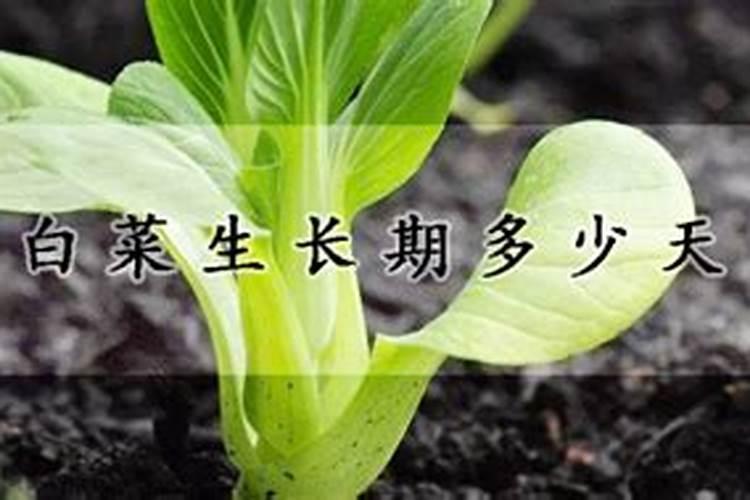 玉米后期追肥主要追什么肥