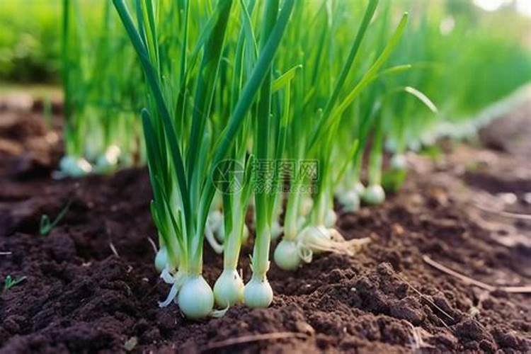 大蒜追肥禁忌有哪些 施肥注意事项