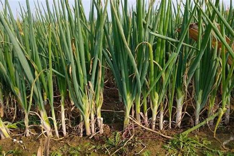 大葱什么时候追肥最好？