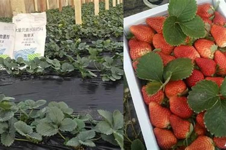 平贝母什么时候收获