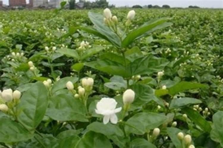 盆栽茉莉花长嫩芽了,可突然枯萎了怎么回事？
