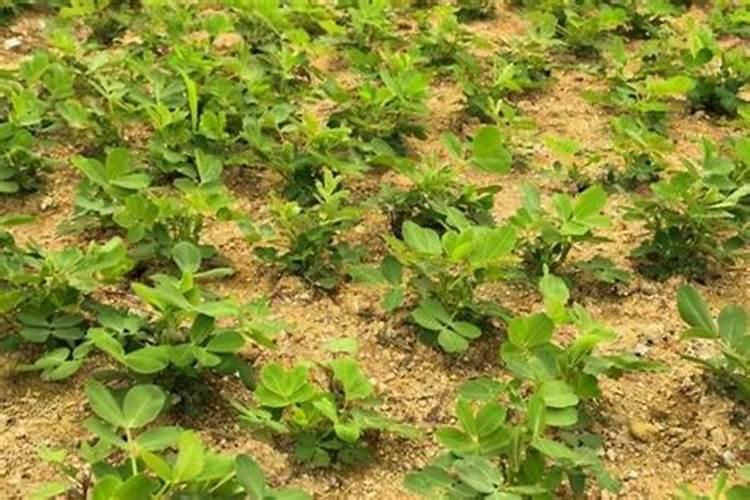 花生施肥的正确方法