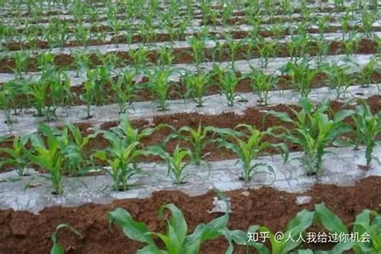 玉米小苗能打磷酸二氢钾吗