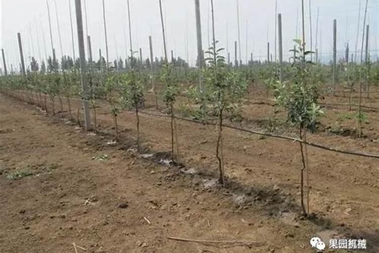 稻地除草剂打多长时间下雨有效？