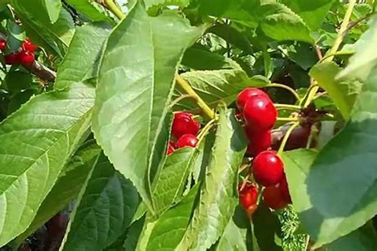 矿源黄腐酸钾使用方法是什么