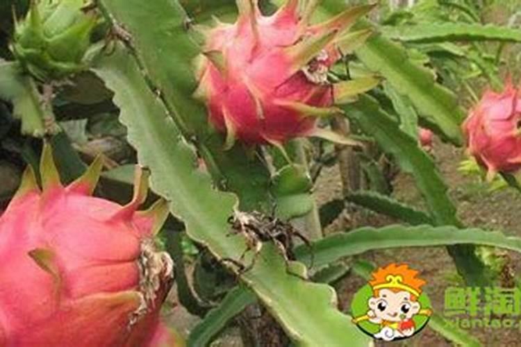 小麦底肥用复合肥好还是二铵好