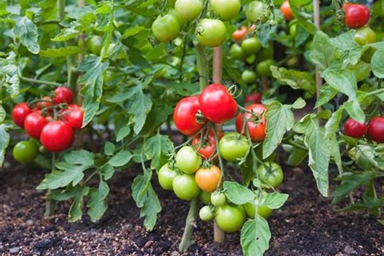 氨基酸对农作物的作用