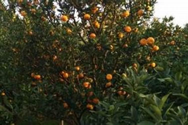 橙子树不同阶段的施肥注意什么 橙子树怎么施肥