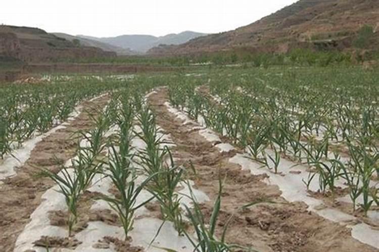 岩石结构分为哪两种类型？