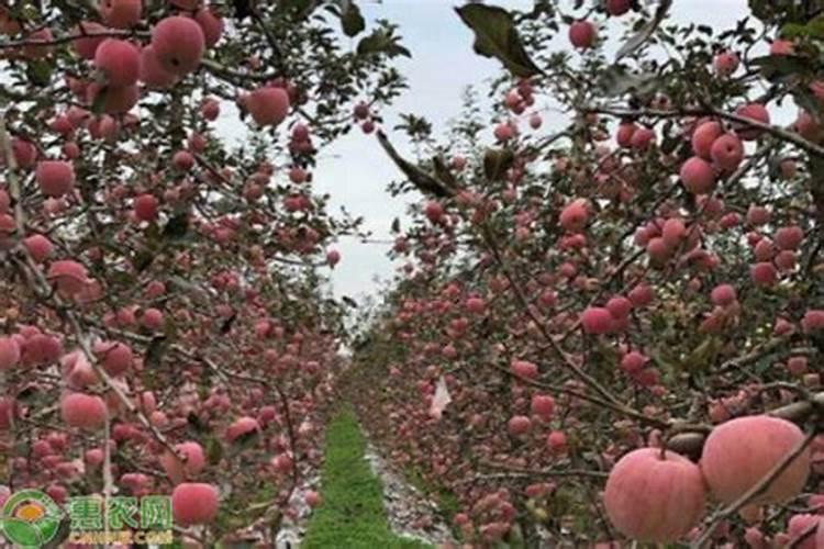 水菖蒲叶子黄(水养菖蒲叶尖发黄怎么回事)