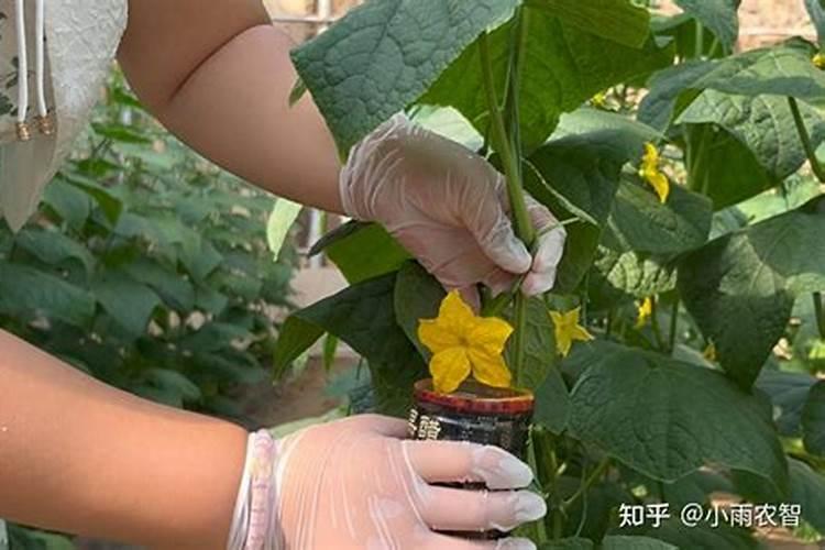 黄瓜用什么叶面肥好？黄瓜叶面喷什么好？黄瓜增产叶面肥用昆仑风