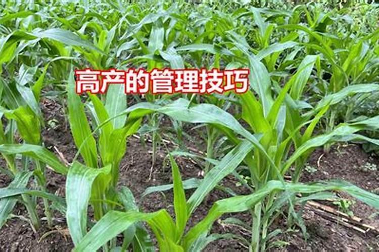 玉米追肥的正确方法(玉米苗期施肥应注意什么问题)