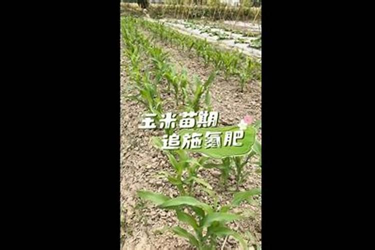 种植夏玉米需要的氮磷钾比例