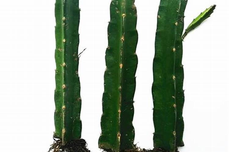 食物中磷溶于水吗