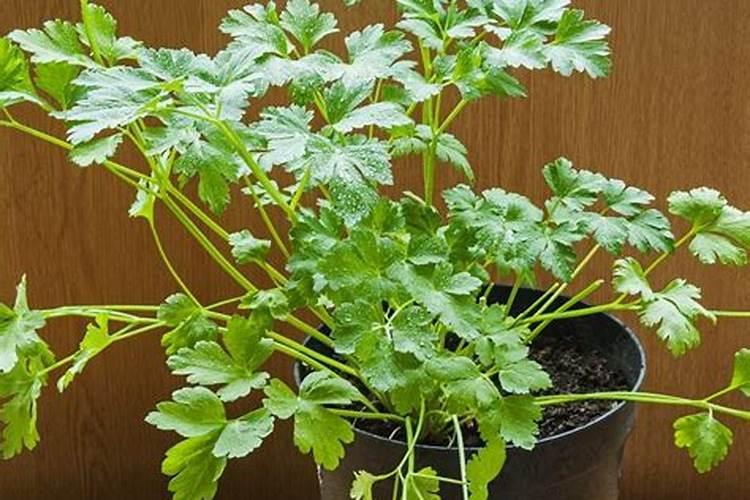 种大白菜施什么肥最好