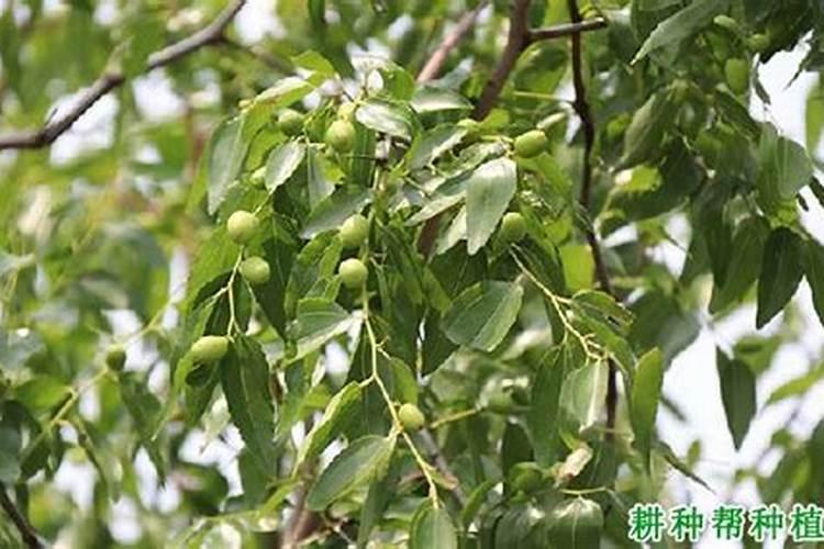 常见杀虫剂有哪些