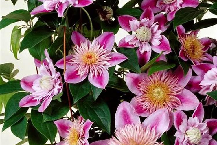 虎皮金边兰的养殖方法