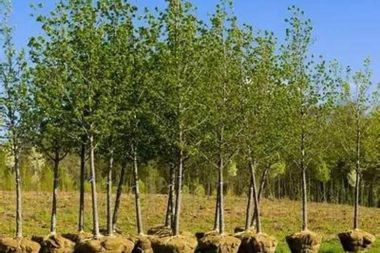 枣树怎么移栽成活率高