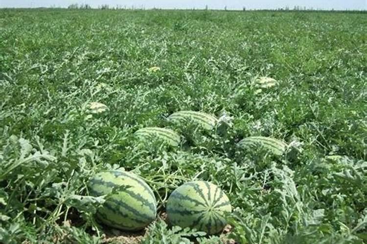 西瓜重茬地怎么处理
