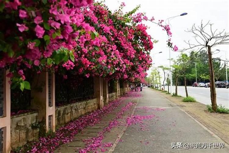 米皮糠与米糠的区别