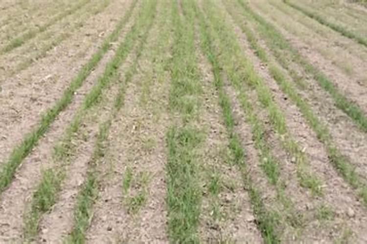 玉米叶面能喷麦苗吗麦苗发黄可以用玉米叶面肥么？